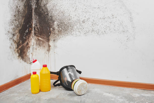 Best Office Mold Removal Services  in Herington, KS