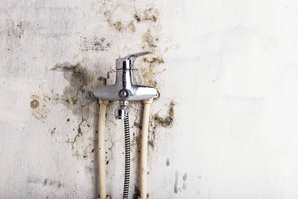 Best Fast Mold Removal  in Herington, KS