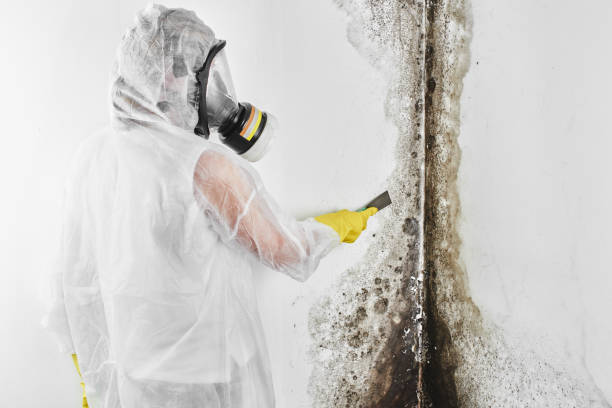 Best Mold Cleaning Services  in Herington, KS