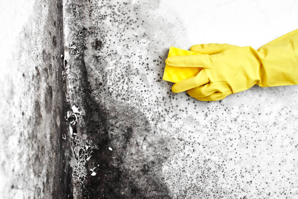 Best Mold Remediation Experts  in Herington, KS