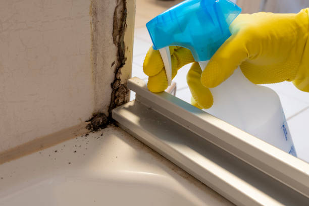 Best Toxic Mold Removal  in Herington, KS