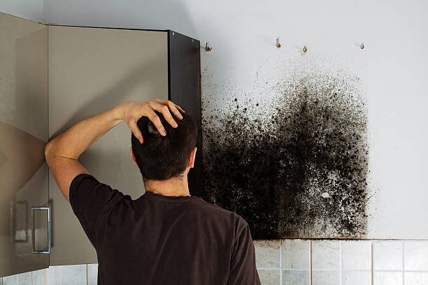 Mold Removal and Inspection in Herington, KS