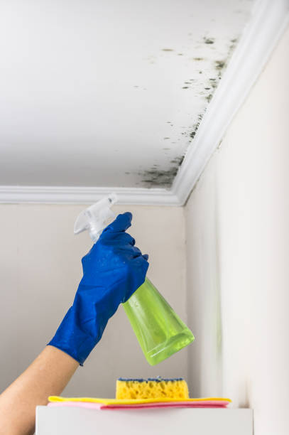 Best Affordable Mold Removal  in Herington, KS