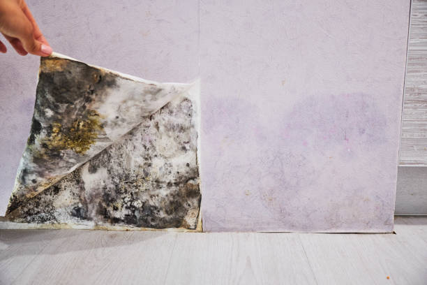 Best Same-Day Mold Removal  in Herington, KS